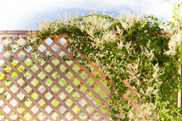 Cost of Lattice Repair in El Dorado Hills