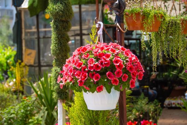 Cost of Hanging Planter Installation in El Dorado Hills