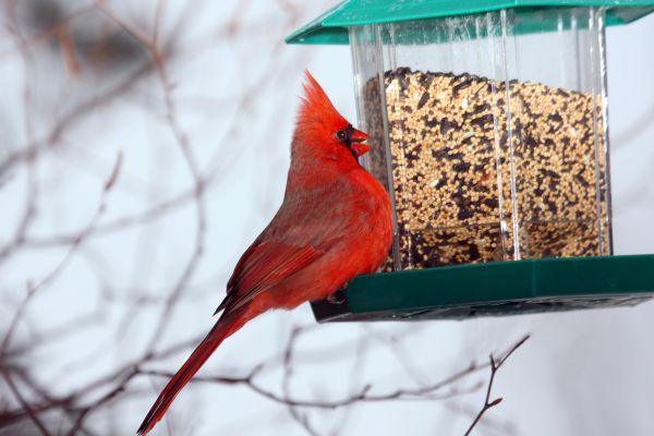Cost of Bird Feeder Hanging in El Dorado Hills